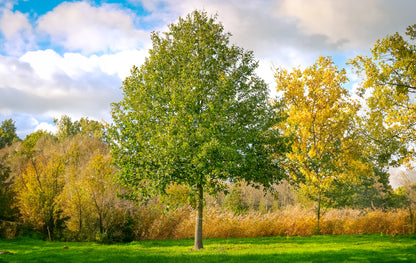 Stejar pedunculat / Quercus robur /