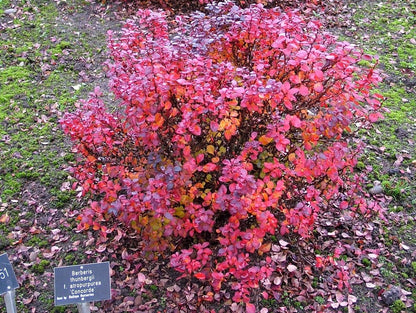 Dracila &quot;Concorde&quot; / Berberis thunbergii &quot;Concorde&quot;/