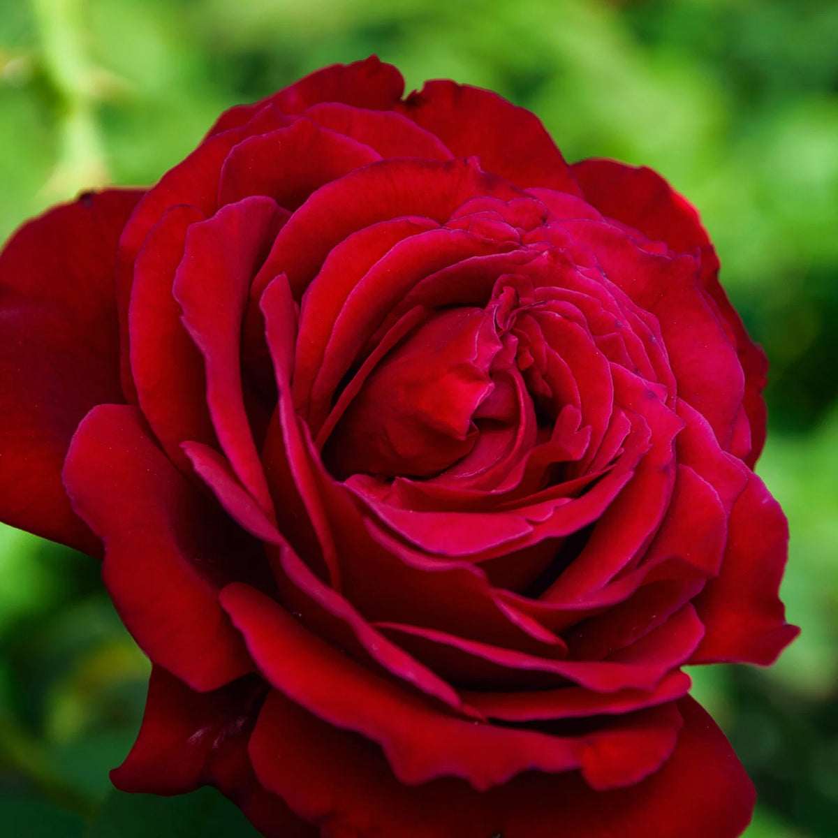 Trandafir teahibrid "Cygne Noir" – / Rosa HT "Cygne Noir"/