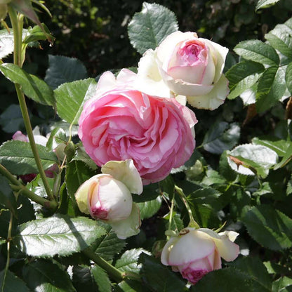 Trandafir floribunda "Eden Rose"/ Rosa floribunda "Eden Rose"/
