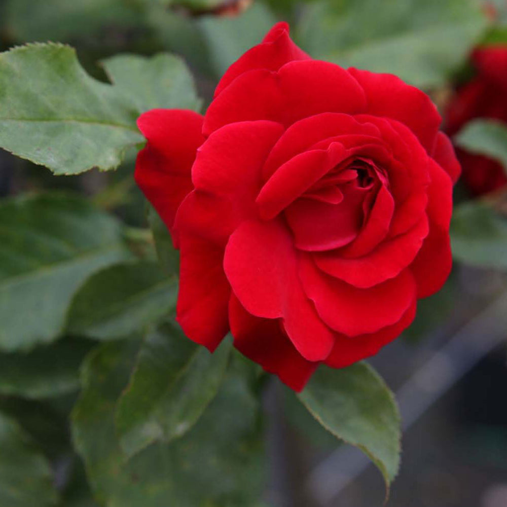 Trandafir floribunda "Nina Weibull"/ Rosa floribunda "Nina Weibull"/