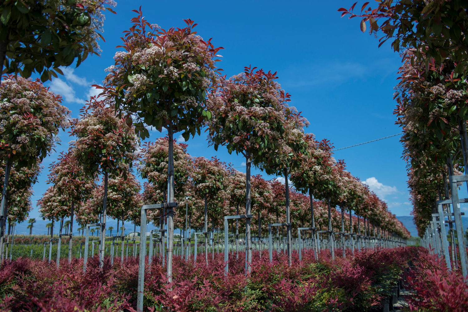 Photinia "Red Robin" arbore 3.00 - 3.50 m / Photinia serulata "Red Robin"/