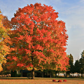 Artar rosu „Red Sunset” 3.00 - 3.50 m / Acer rubrum „Red Sunset” / by gradina-noastra