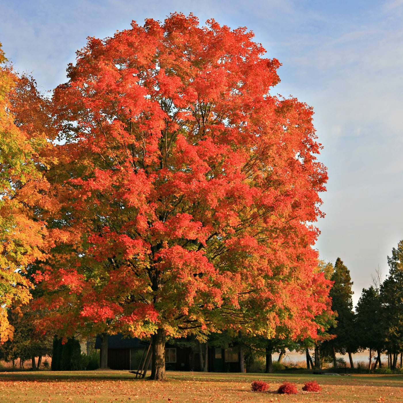 Artar rosu „Red Sunset” 3.00 - 3.50 m / Acer rubrum „Red Sunset” / by gradina-noastra