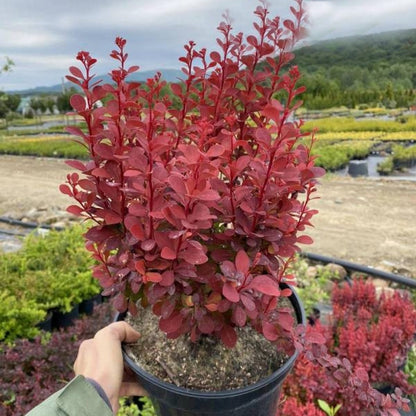 Dracila "Red Tower " /Berberis thunbergii "Red Tower"/