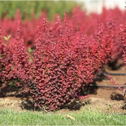 Dracila "Red Tower " /Berberis thunbergii "Red Tower"/