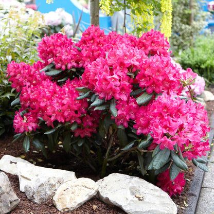 Rododendron diferite soiuri mix/buc/ Rhododendron hybrid mix/buc / - Gradina Noastra