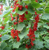 Coacaz Rosu /Ribes rubrum Jonkheer Van Tets/ - Gradina Noastra