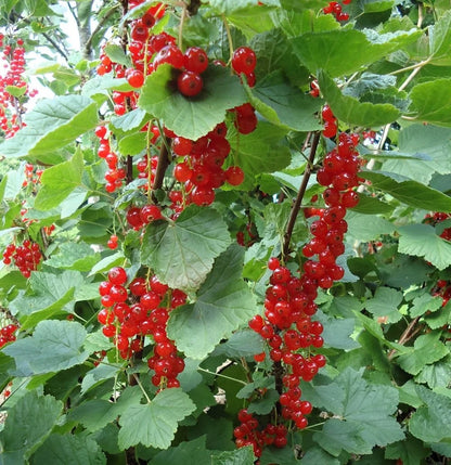 Coacaz Rosu /Ribes rubrum Jonkheer Van Tets/ - Gradina Noastra