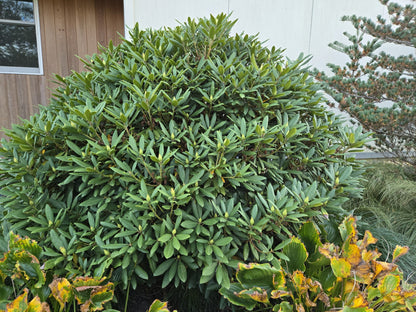 Rododendron diferite soiuri mix/buc/ Rhododendron hybrid mix/buc / - Gradina Noastra