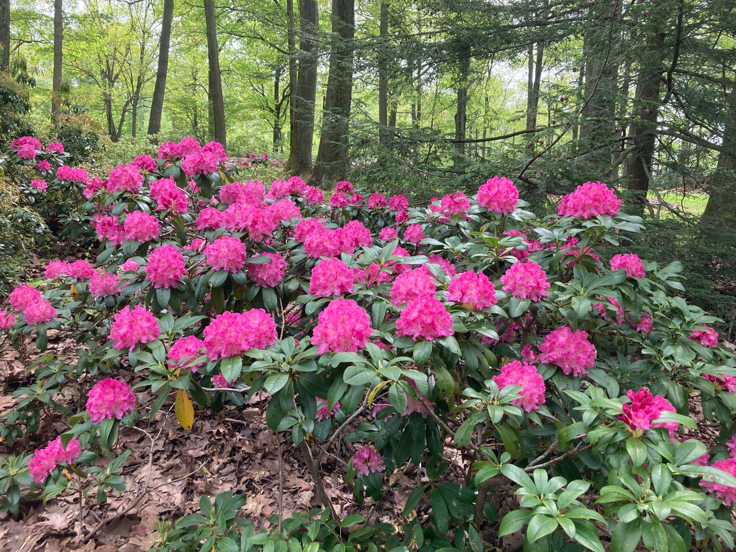 Rododendron diferite soiuri mix/buc/ Rhododendron hybrid mix/buc / - Gradina Noastra