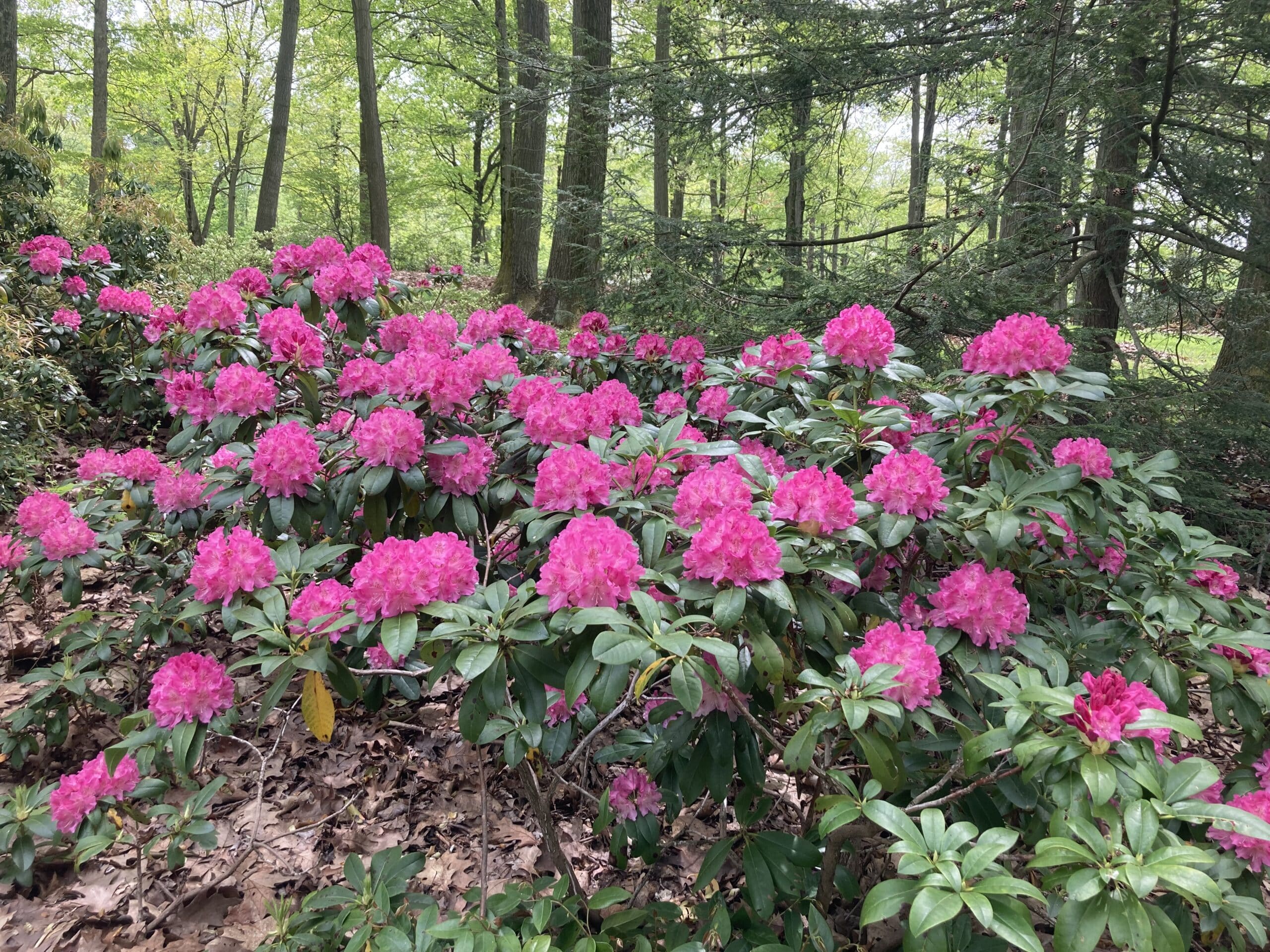 Rododendron diferite soiuri mix/buc/ Rhododendron hybrid mix/buc / - Gradina Noastra