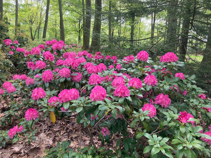 Rododendron diferite soiuri mix/buc/ Rhododendron hybrid mix/buc / - Gradina Noastra