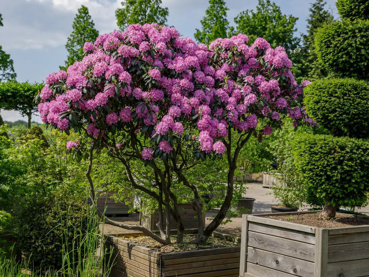 Rododendron diferite soiuri mix/buc/ Rhododendron hybrid mix/buc / - Gradina Noastra