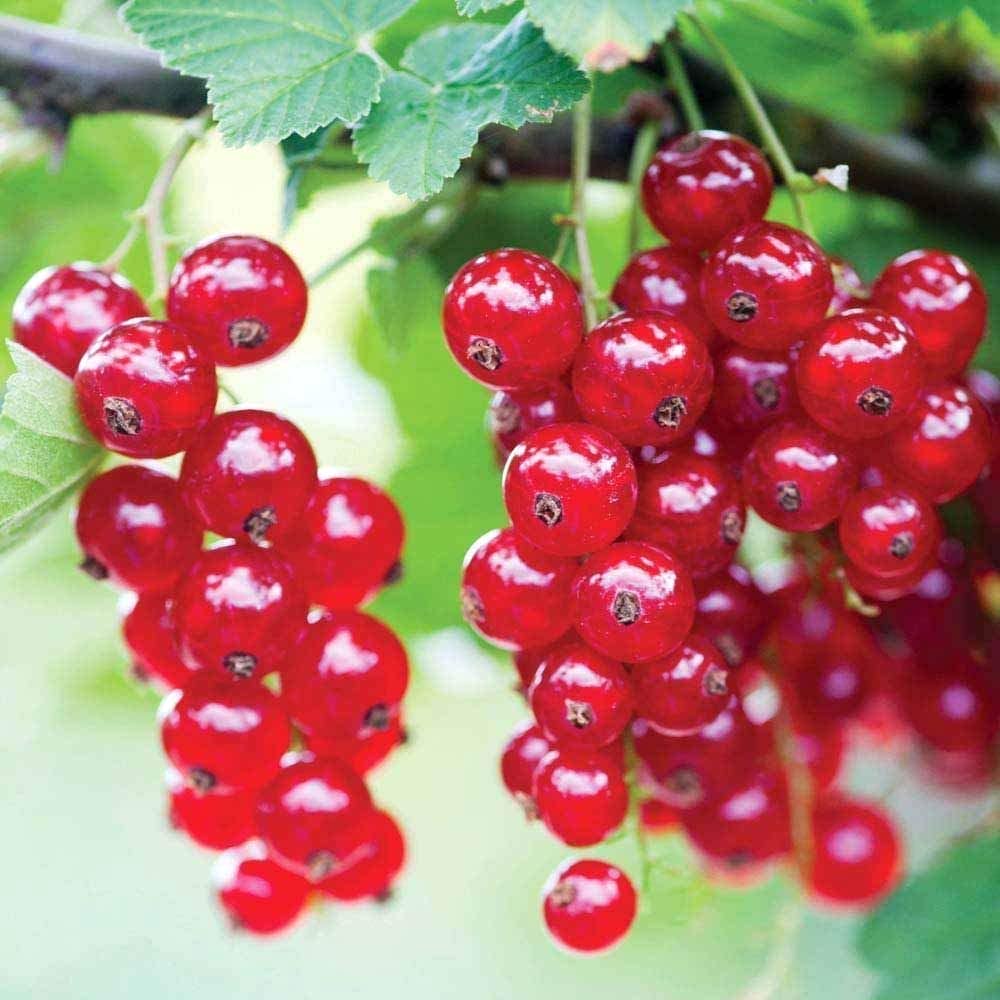 Coacaz Rosu /Ribes rubrum Jonkheer Van Tets/
