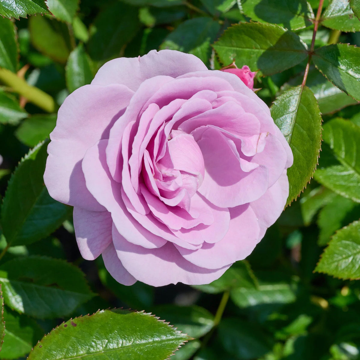 Trandafir pe picior "Nautica" / Rosa "Nautica"/