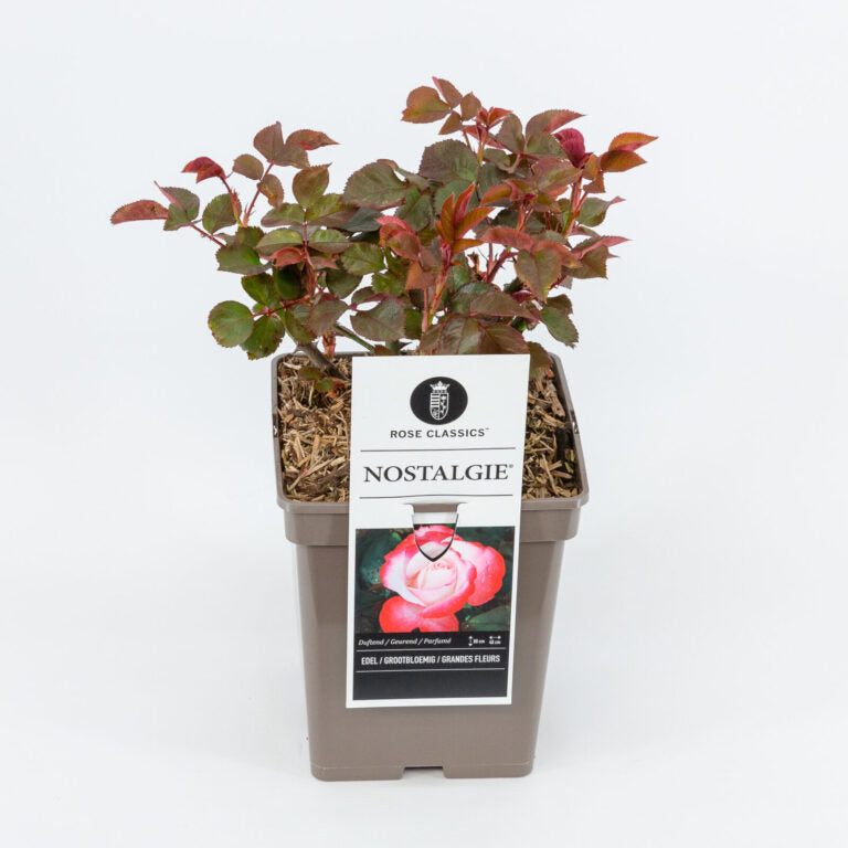 Trandafir teahibrid "Nostalgie" – / Rosa HT "Nostalgie"/