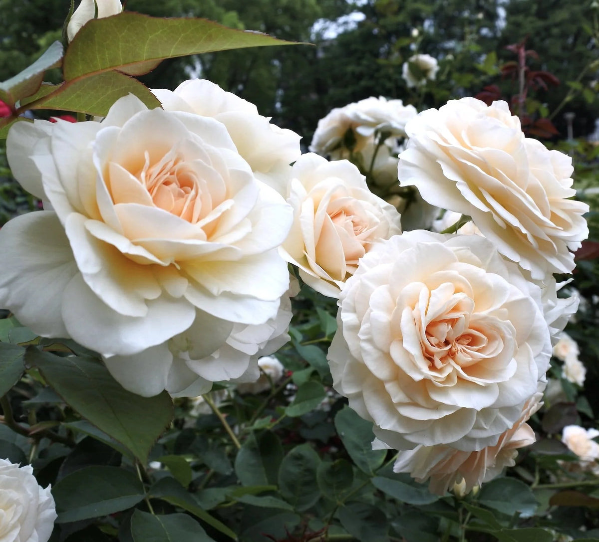 Trandafir floribunda "Lions-Rose"/ Rosa floribunda "Lions-Rose"/
