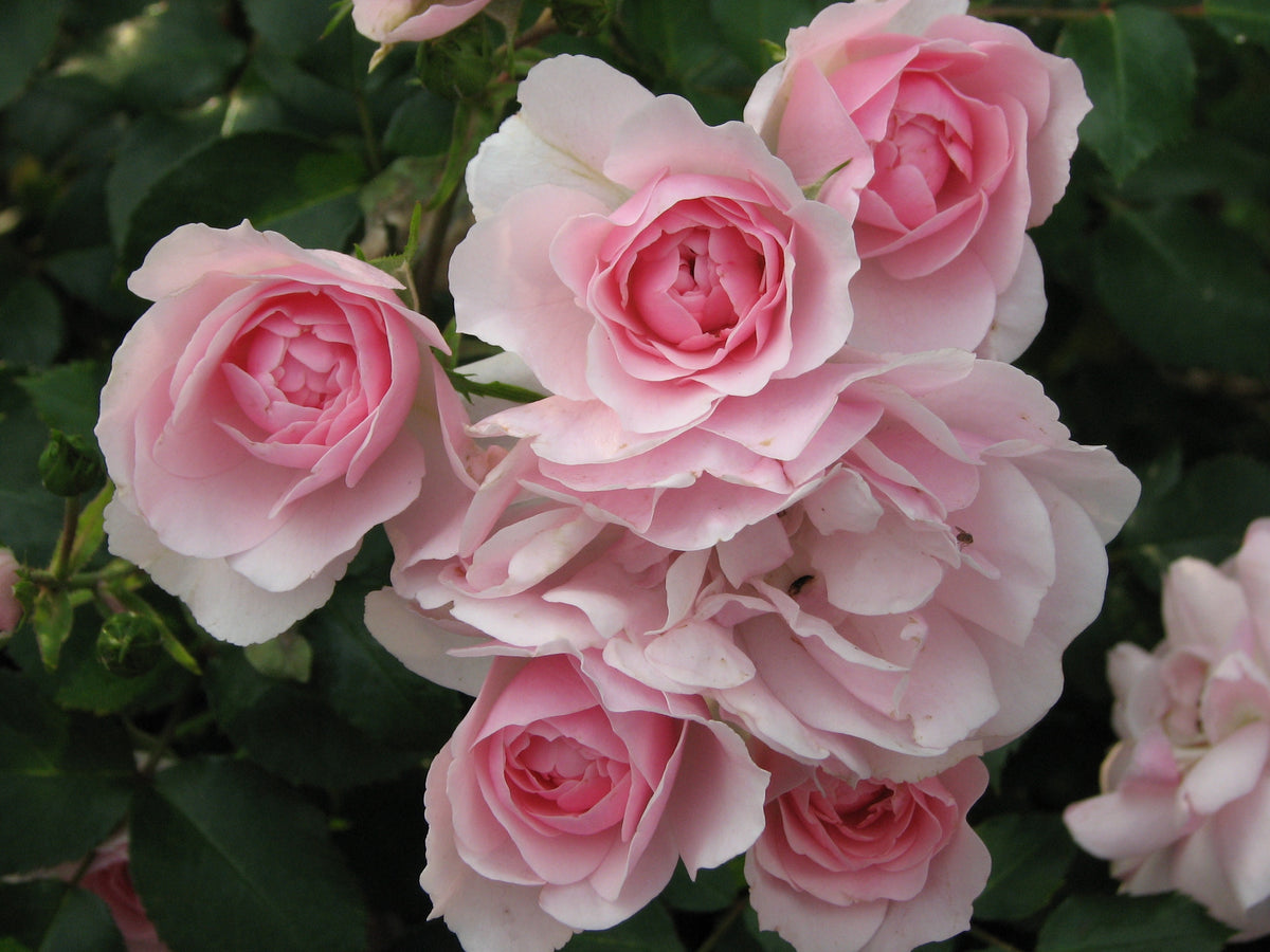 Trandafir floribunda "Bonica"/ Rosa floribunda "Bonica"/