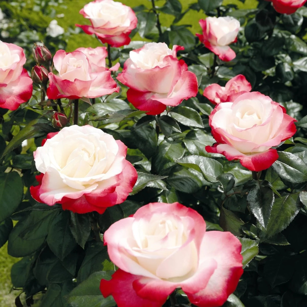 Trandafir teahibrid "Nostalgie" – / Rosa HT "Nostalgie"/