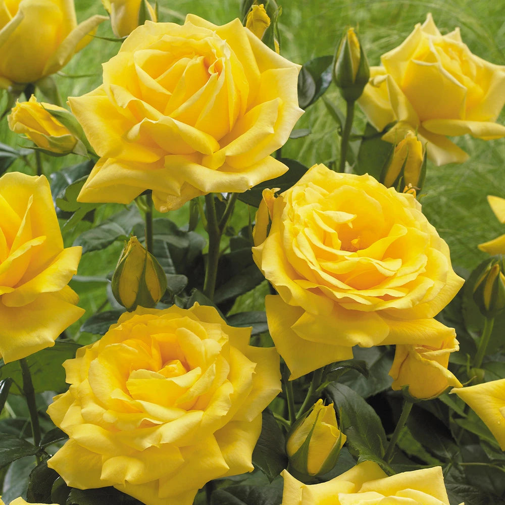 Trandafir floribunda "Arthur bell"/ Rosa floribunda "Arthur bell"/