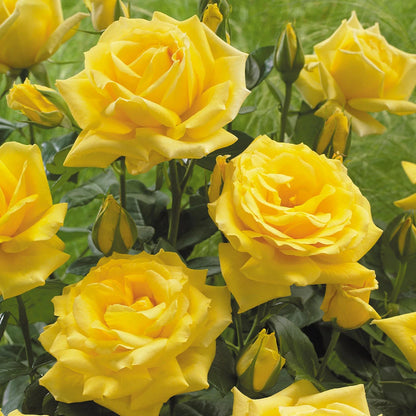 Trandafir floribunda "Arthur bell"/ Rosa floribunda "Arthur bell"/