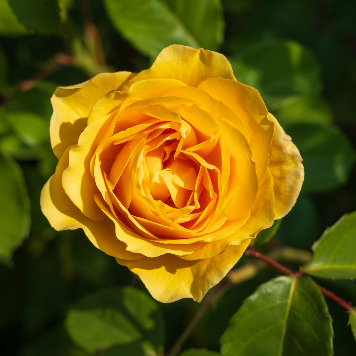 Trandafir floribunda "Absolutely Fabulous"/ Rosa floribunda "Absolutely Fabulous"/