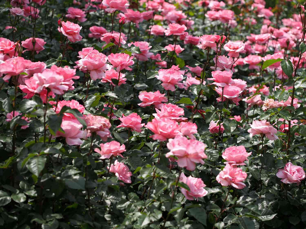 Trandafir teahibrid "Queen Elizabeth" – / Rosa HT "Queen Elizabeth"/