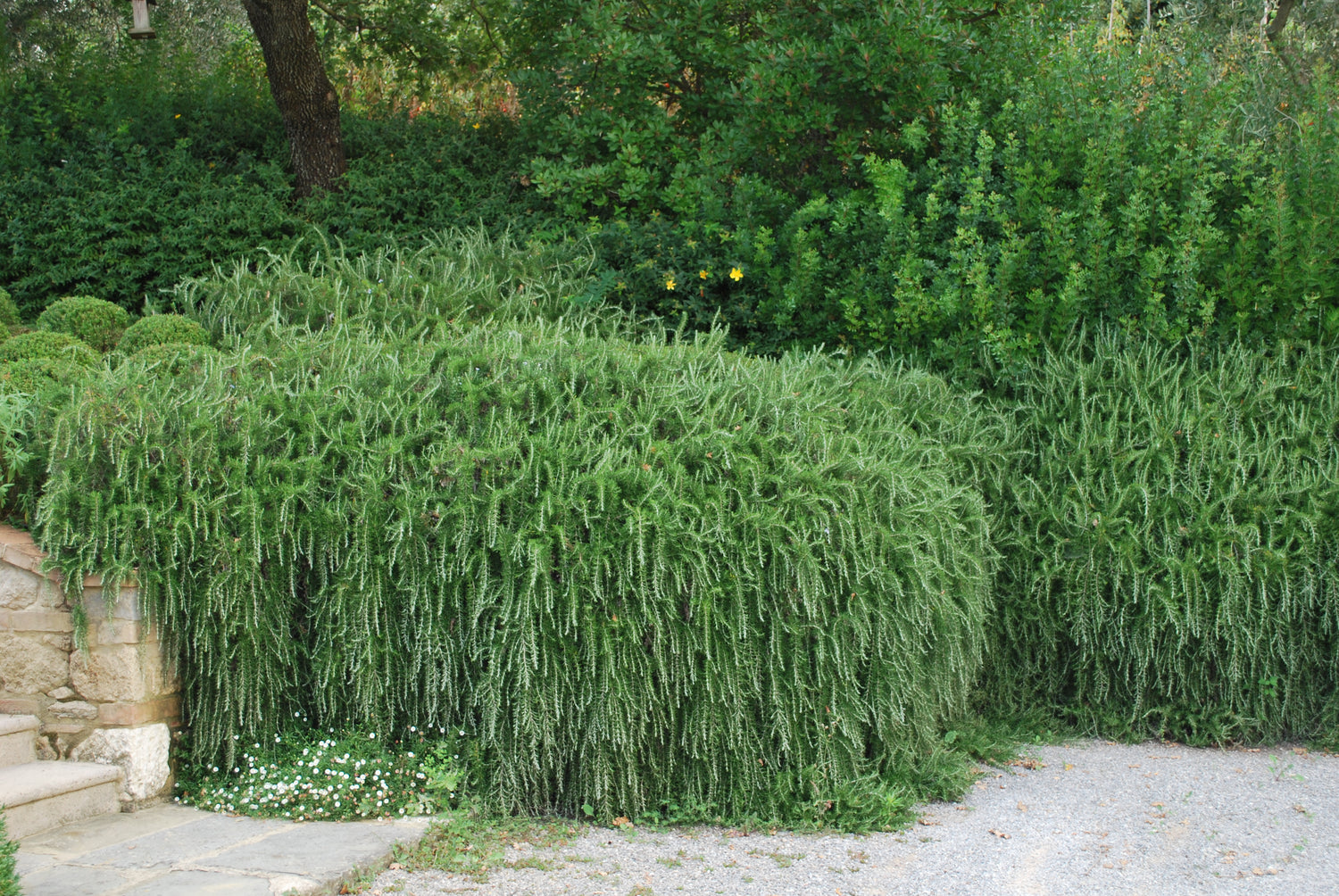 Rozmarin „Boule” / Rosmarinus officinalis „Boule”/