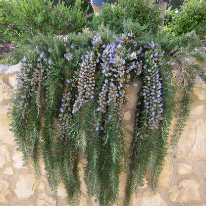 Rozmarin „Boule” / Rosmarinus officinalis „Boule”/