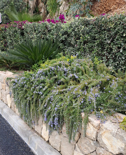 Rozmarin „Boule” / Rosmarinus officinalis „Boule”/