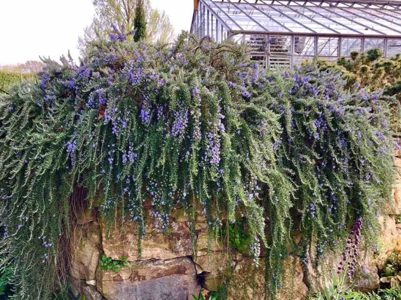 Rozmarin "Prostratus" / Rosmarinus officinalis "Prostratus"/