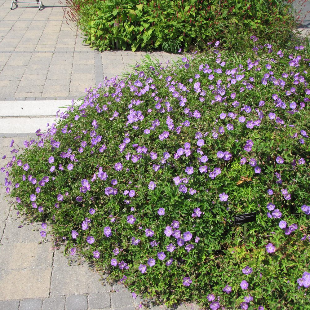 Geranium &quot;Rozanne&quot;