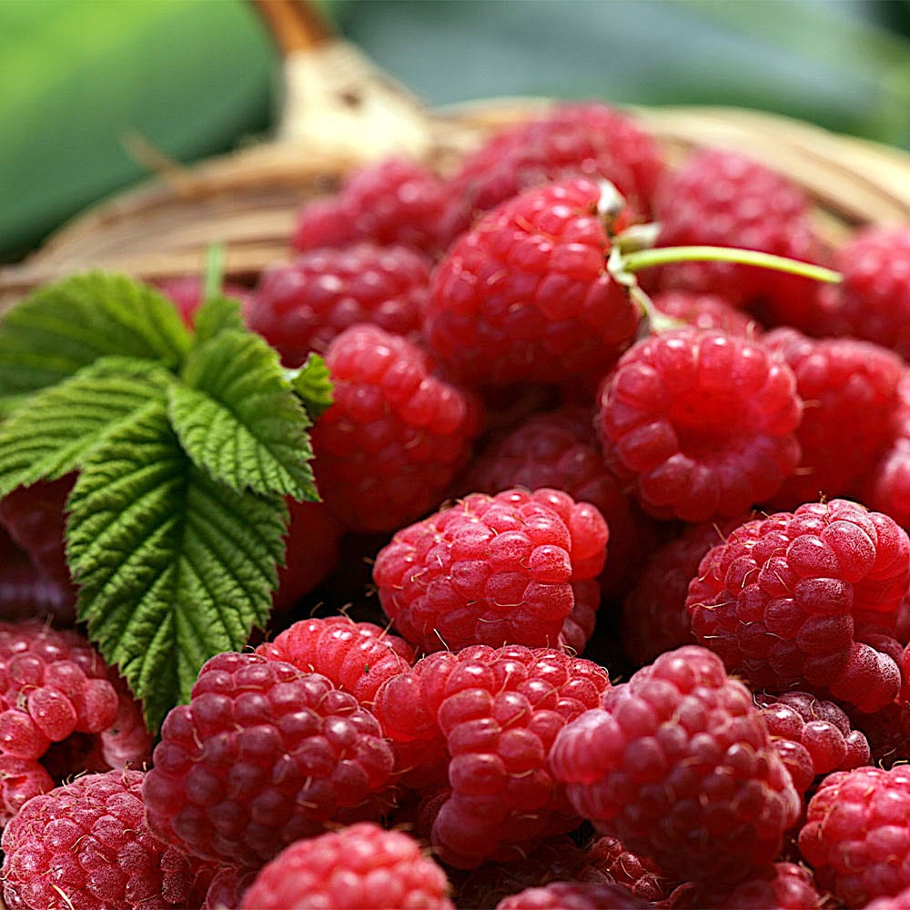 Zmeura Mix 0.40-0.50 m /Rubus Mix/ by gradina-noastra