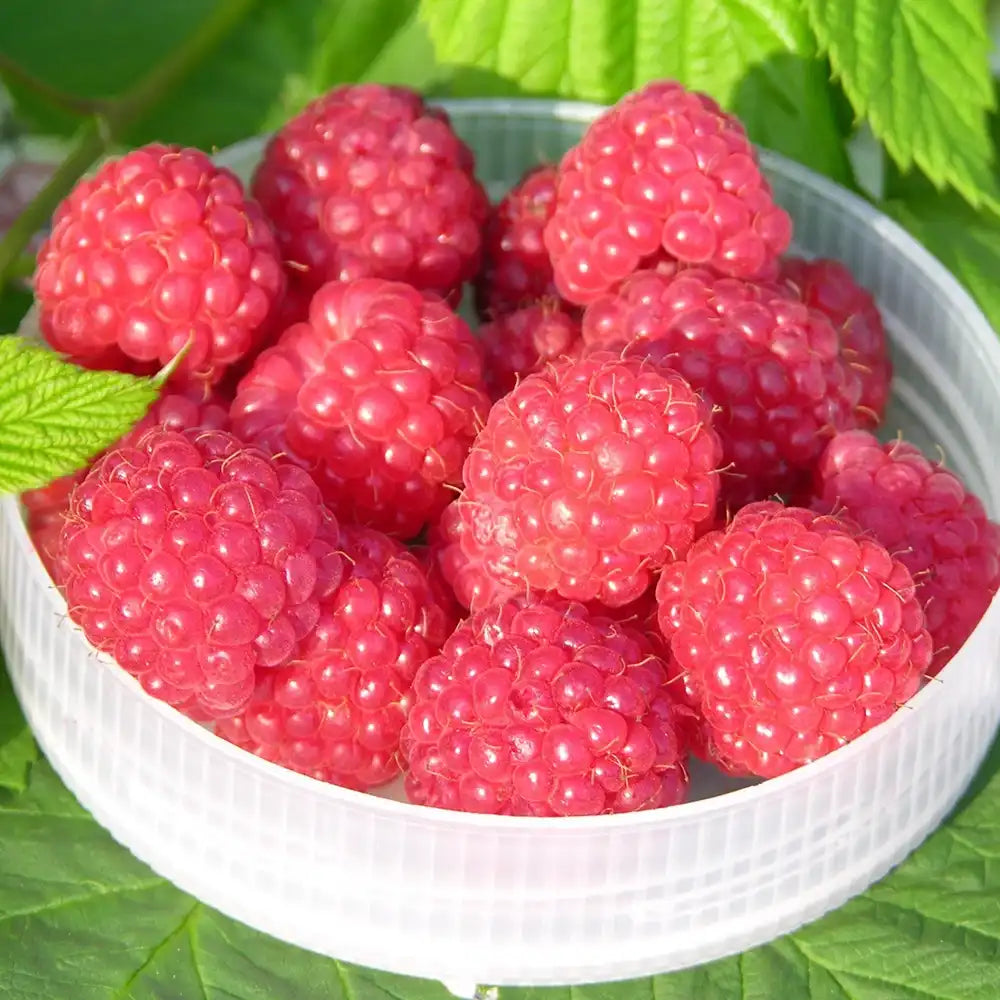 Zmeură "Ottawa"/ Rubus idaeus &