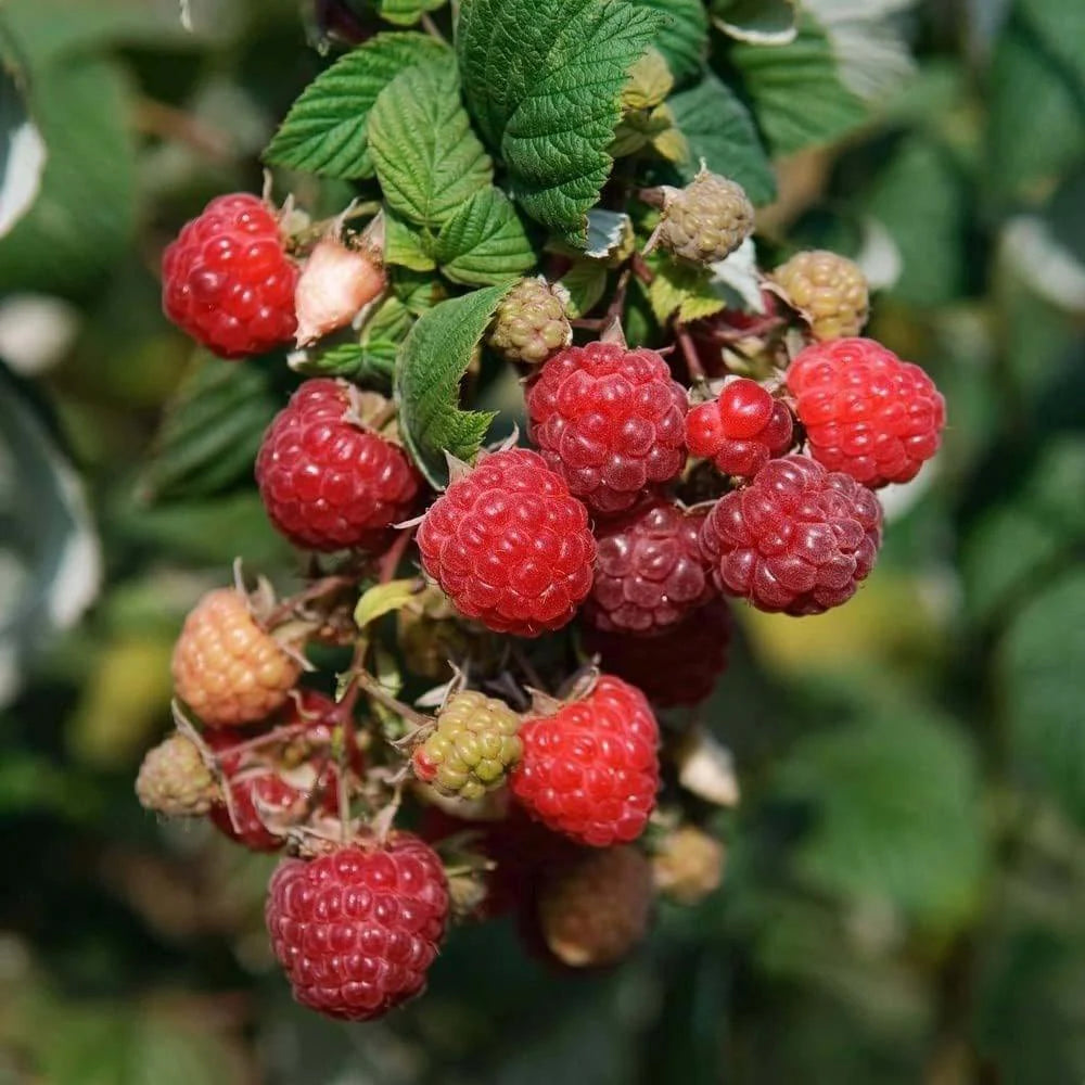 Zmeură "Zefa"/ Rubus idaeus &