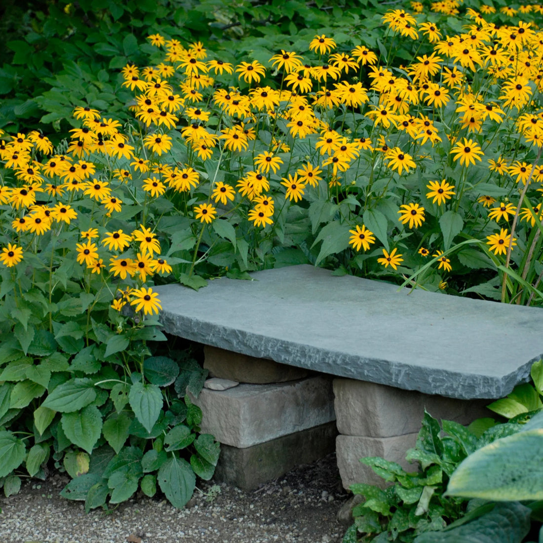 Rudbeckia fulgida &quot;Goldsturm&quot;