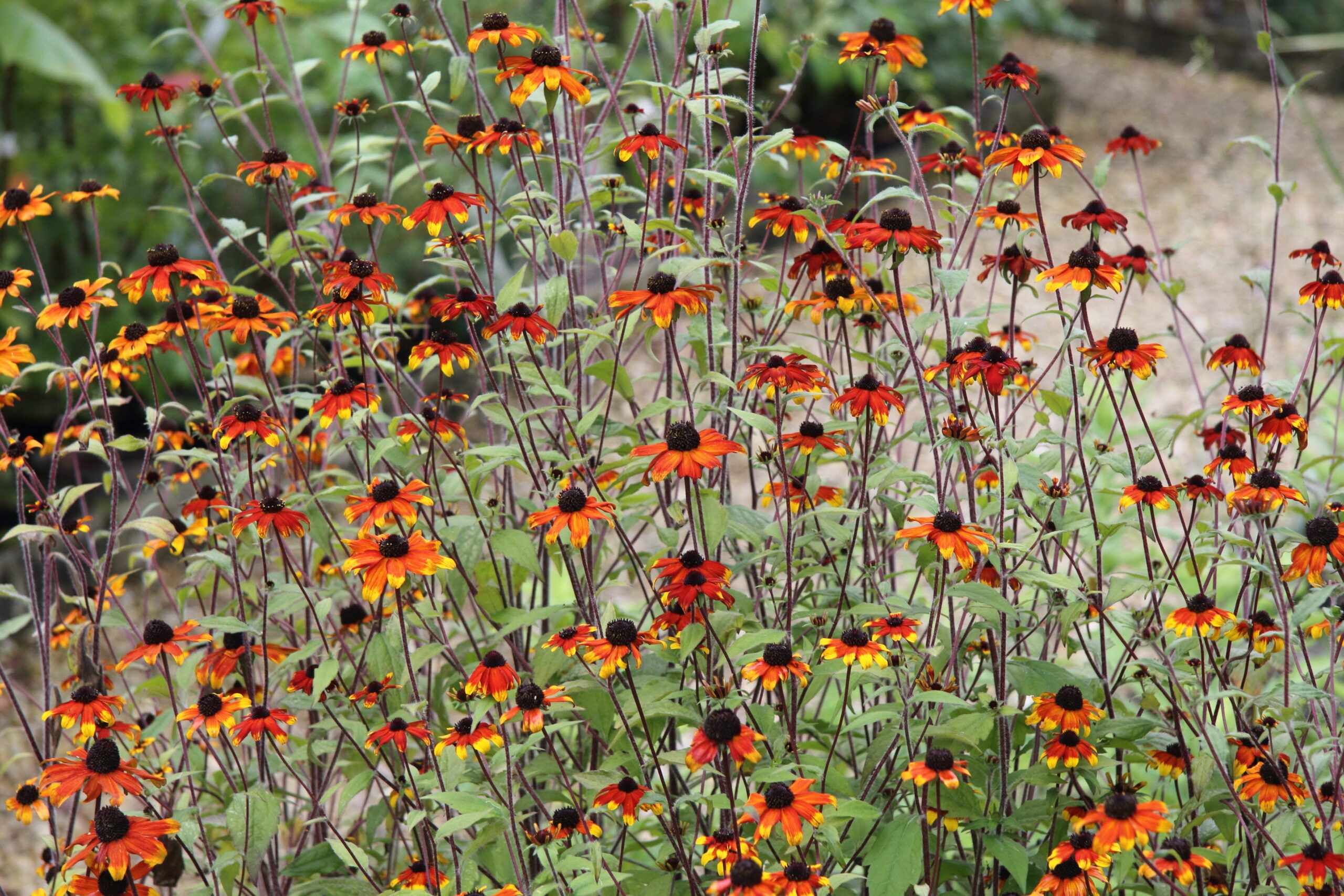 Rudbeckia triloba &quot;Prairie Glow&quot;