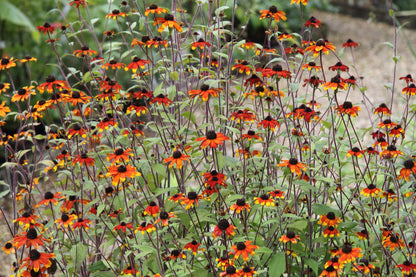 Rudbeckia triloba &quot;Prairie Glow&quot;