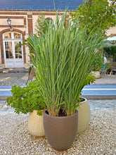 Panicum virgatum "North Wind" - Gradina Noastra