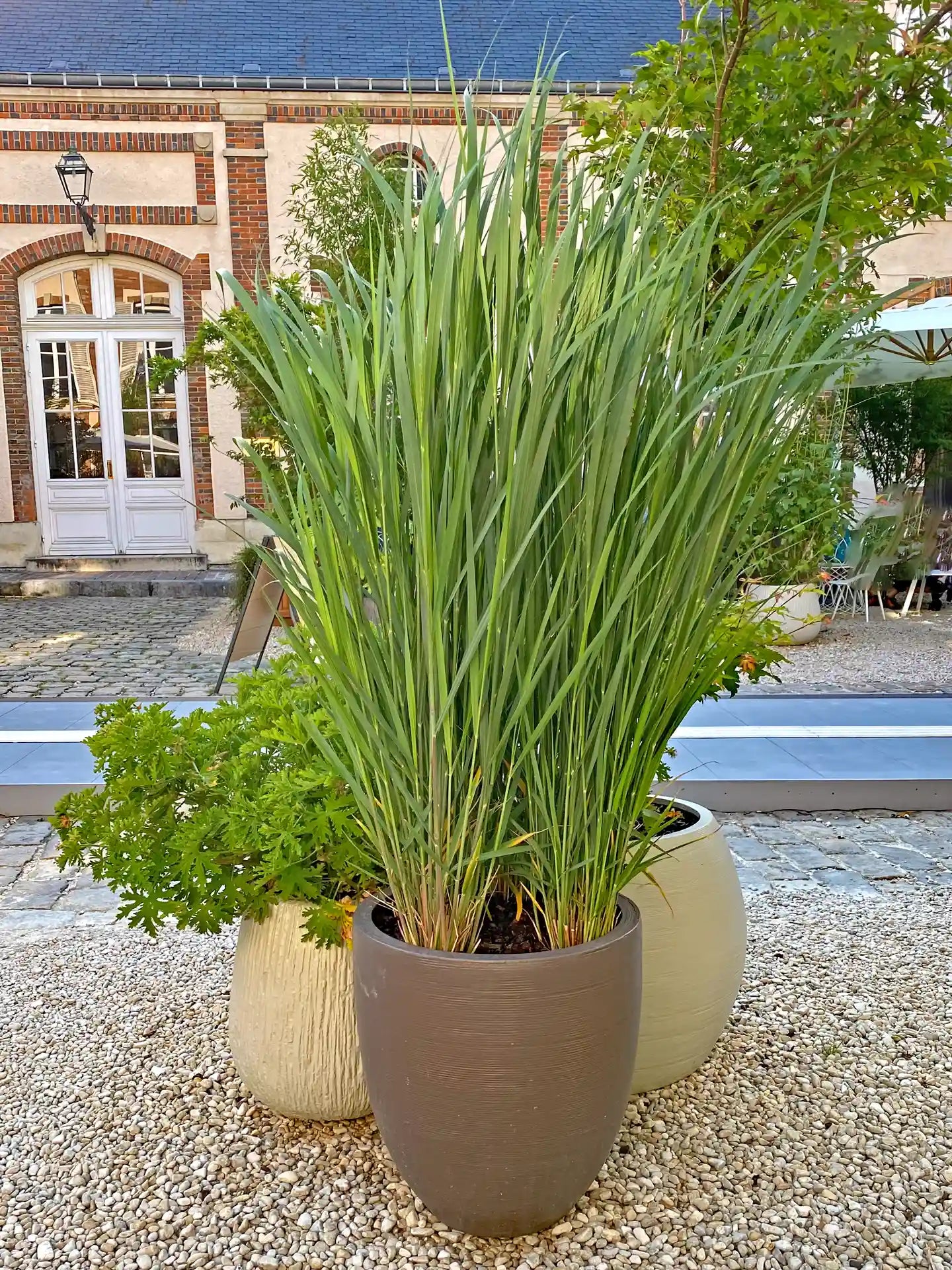 Panicum virgatum "North Wind" - Gradina Noastra