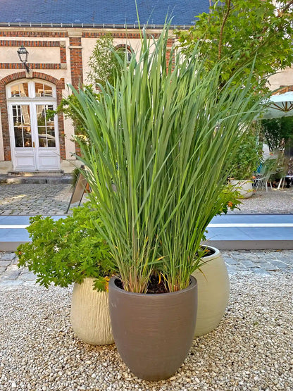 Panicum virgatum "North Wind" - Gradina Noastra