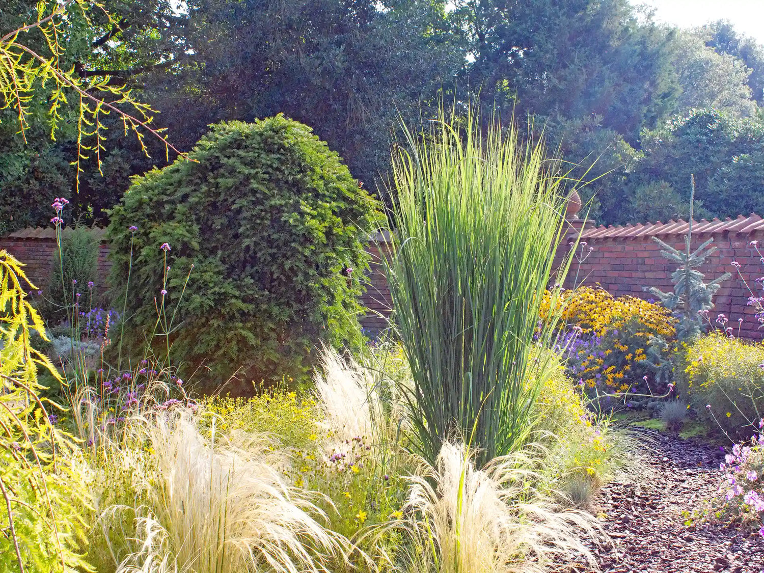 Panicum virgatum "North Wind" - Gradina Noastra