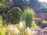 Panicum virgatum "North Wind" - Gradina Noastra