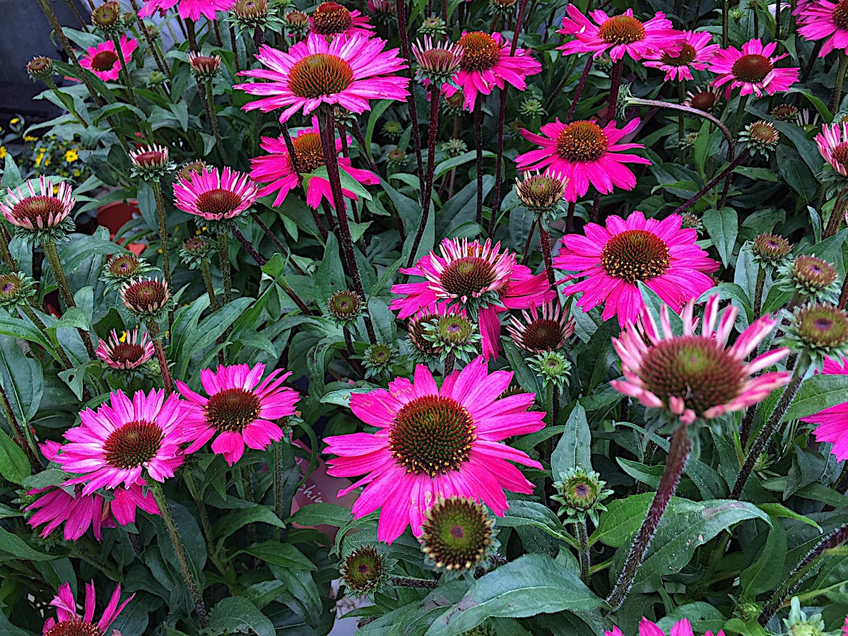 Echinacea purpurea "Lakota Rose"