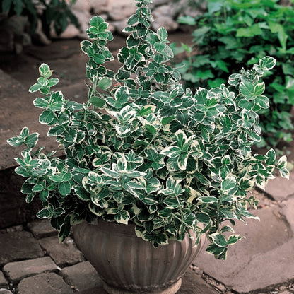 Salba japoneza „Emerald Gaiety” / Euonymus fortunei „Emerald Gaiety” /