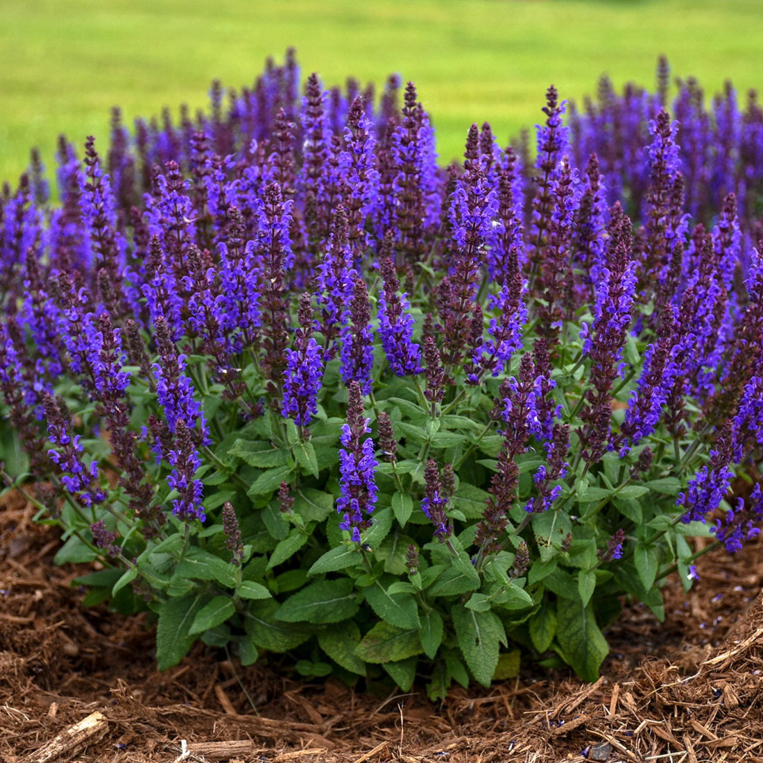 Salvia nemorosa &