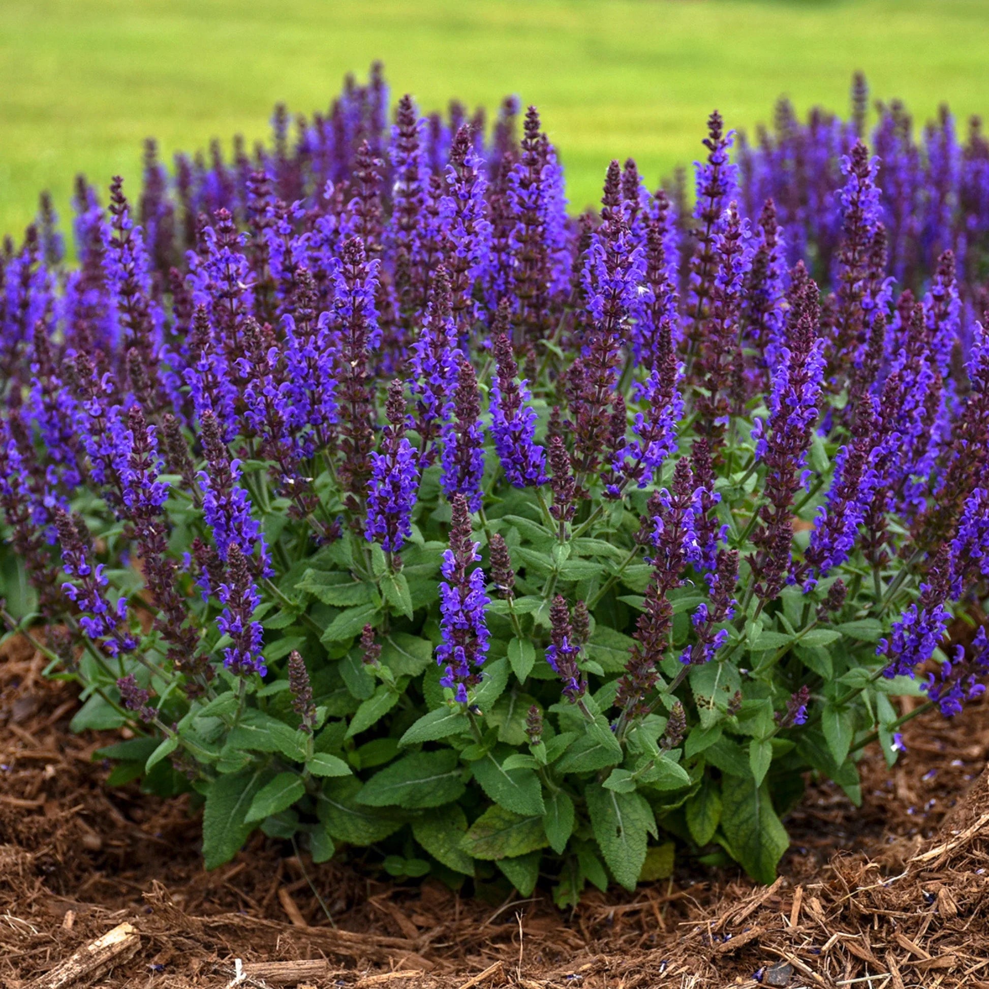 Salvia nemorosa &