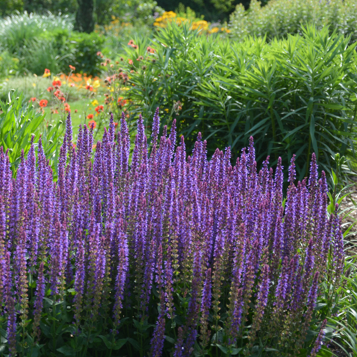 Salvia nemorosa &