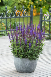 Salvia nemorosa &